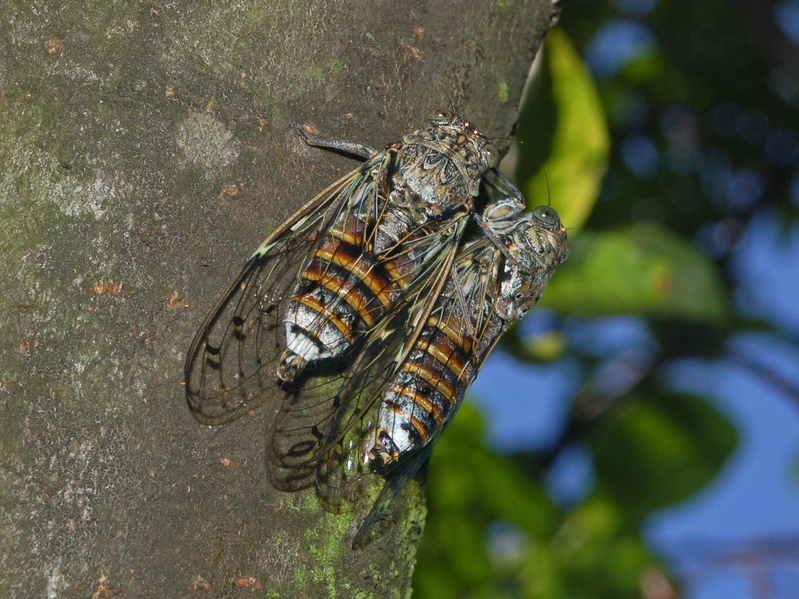 Bel cicalone, Cicada orni